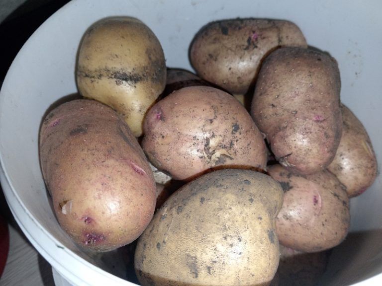 ��� ������ ��������: ������� �������� � ������ � ���������� � ��������