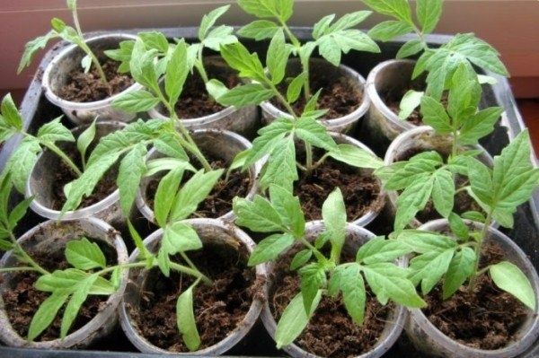 ��� ��������� ������������� ������� ���������: ������ � �������� �������