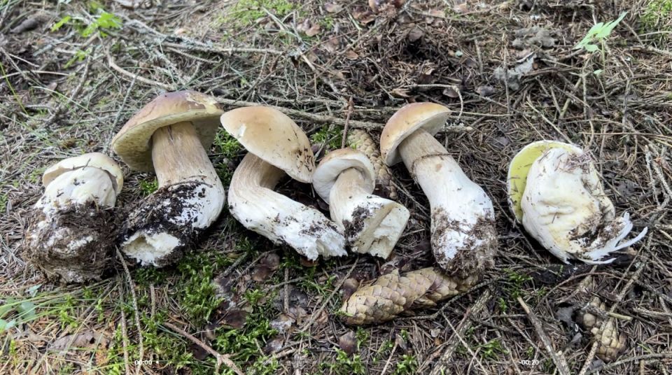 Летние находки: грибы на пороге весны и секреты тихой охоты