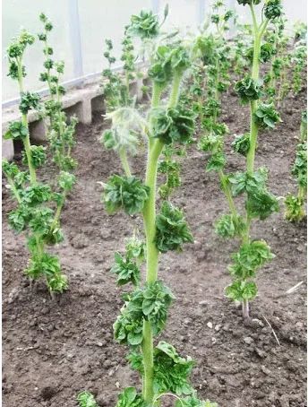 ��������� ����� �������: ������������, ���������� � ����������������