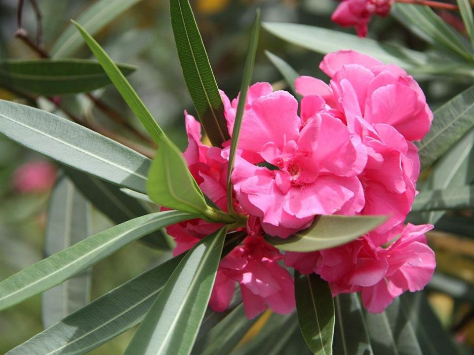 ��� ���������� �� �������� �����: ������ �� ����� �� ��������� ���������