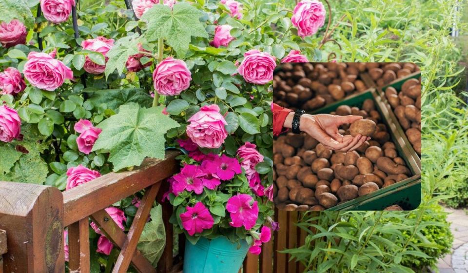 ��� ��������� ���� � ��������: ��������� ����� ��� ������ ����