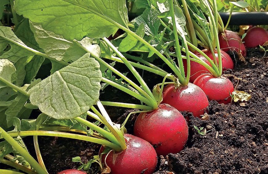 ��� ��������� ��������� ������ �����: ������� ��������� ������