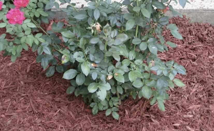 ������� ���� �� �������: ������������� ��� ������ �������� ��������