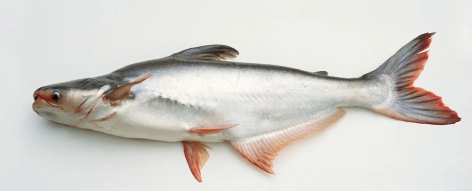 ������� ����: ����� ������� ������ ����� ����� ���������� ��������