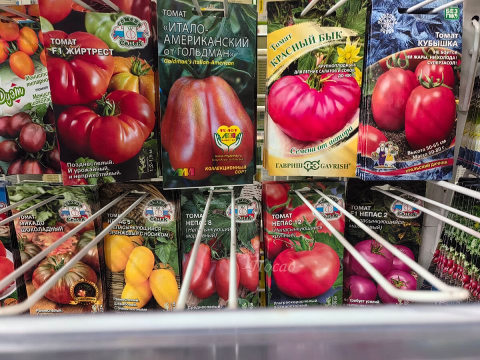 ����� ������� �����: ����� ����� ��������� ����������� ������ �������� � 2026 ����