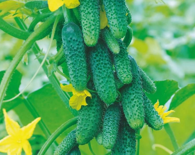 ������� ��������� ������ �������