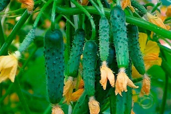 ������ �������: ����� ������� ����� ��������