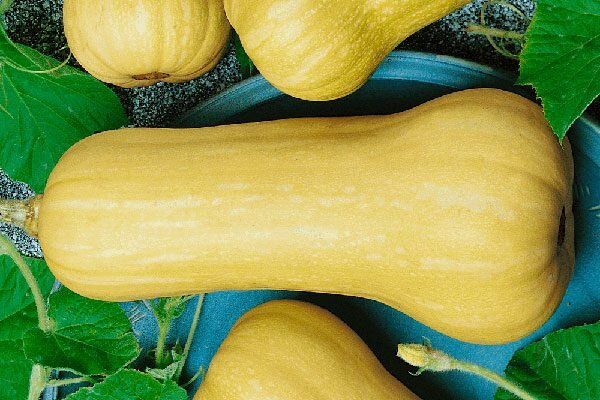 ������� ��������: ������� ������ ��� ������� ����������