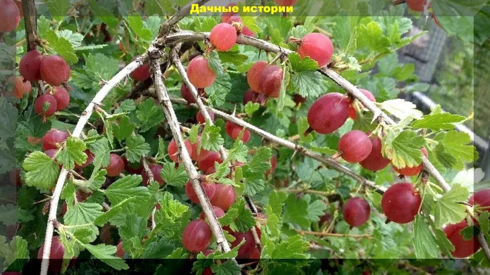 ���� �� �������� �������: ��� �������� ������ ��� �������� ������