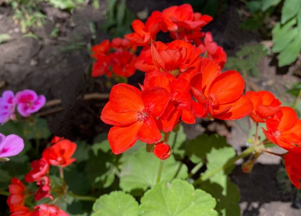 ��� ��������� ������ ������: ������� ������� ��� ������� ��������