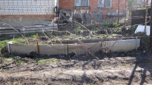 Как правильно подвязать виноград весной: советы и техники для успешного ухода