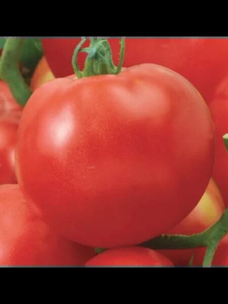 ������ ����� ������� ������ �������� ������ �������?