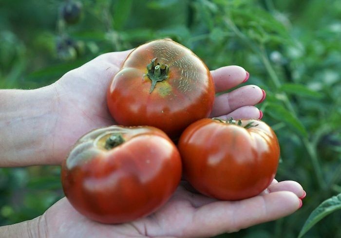 Томат Гном Спящая леди: компактный куст с яркими плодами и сладким вкусом
