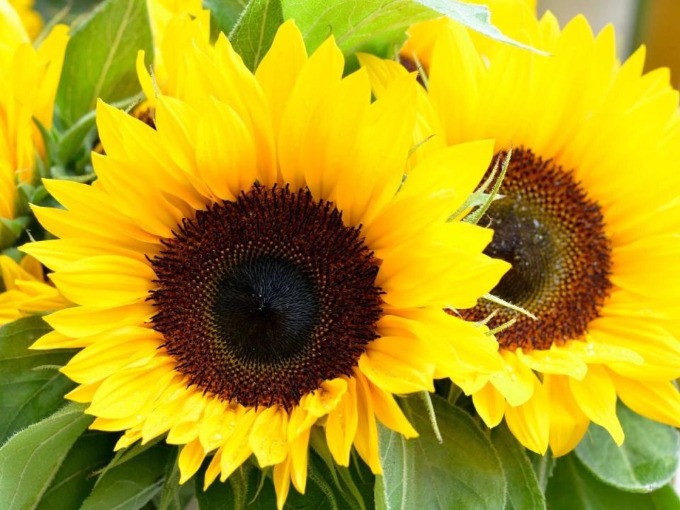 Компактные подсолнухи для балконов: как выбрать и вырастить в горшке