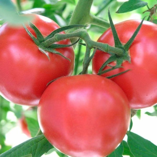 ����� ���� �����: ������� ����� �������� ����� ��� ���������� ����