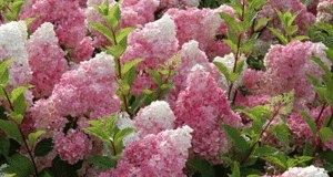 Ванилла Фрейз: как посадить и ухаживать за метельчатой гортензией, чтобы она зацвела уже в первый сезон