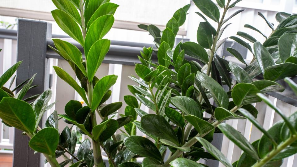 ������ ������������ �������� ��� �������: ������ ���������� ���� ����� � ������