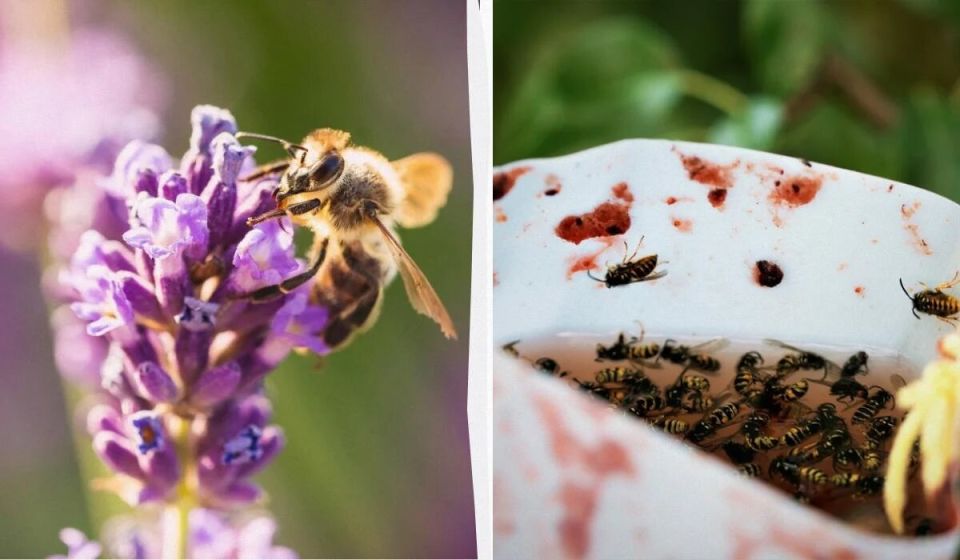 Как избавиться от ос и шершней: проверенные методы для вашего сада и дома