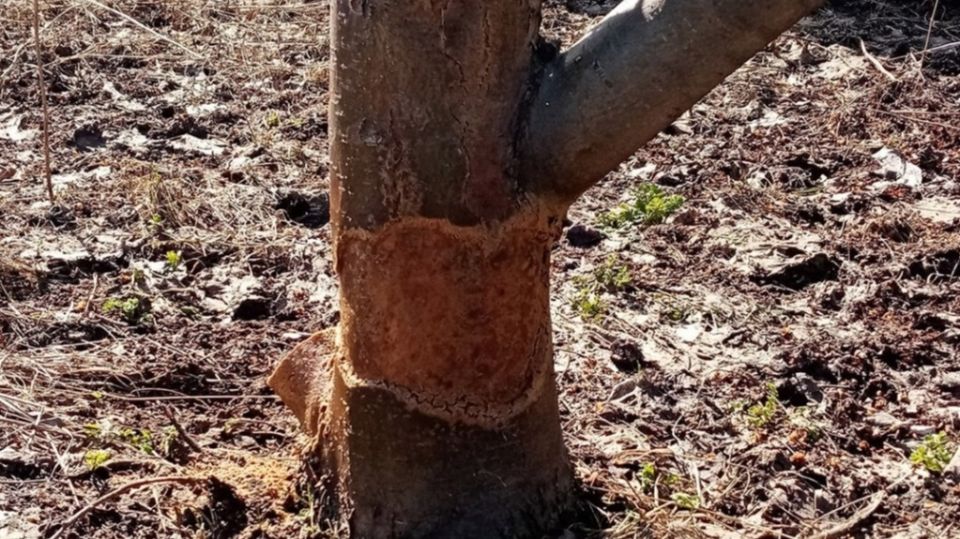 ��� �������� ������ �� ������ � ��������: ��� ����������� �������