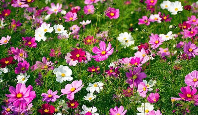 16 лучших сортов цветов для весеннего посева в открытый грунт