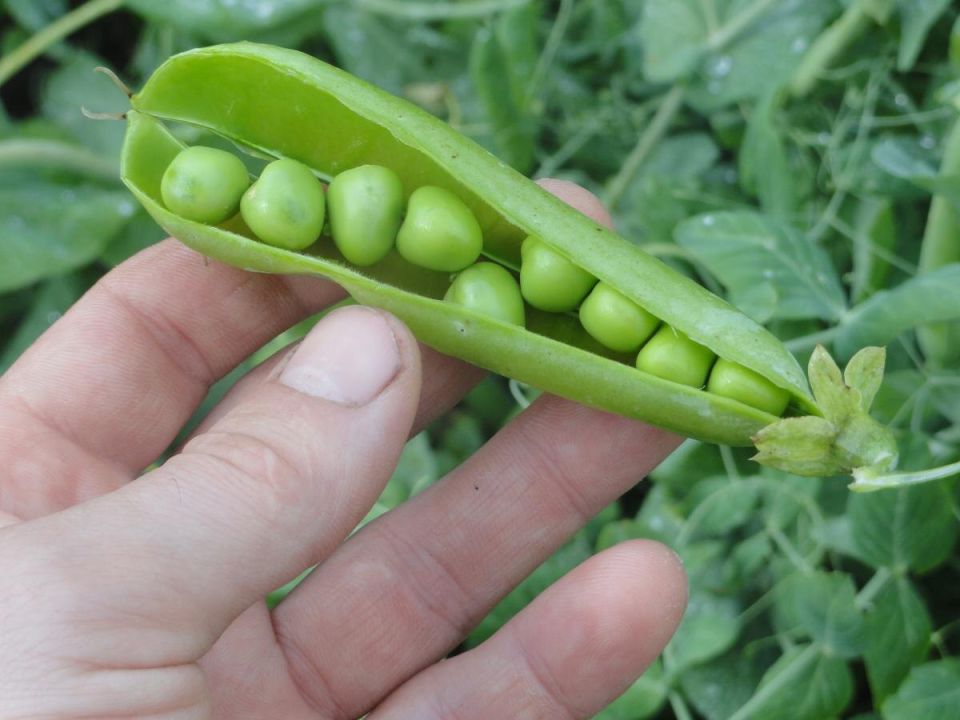 ��� ��������� ����� �� ���� � ������� �������