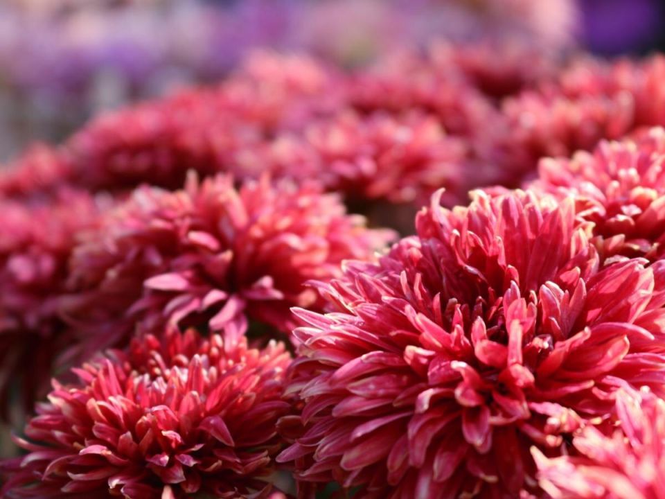 Почему хризантемы гибнут: основные ошибки садоводов