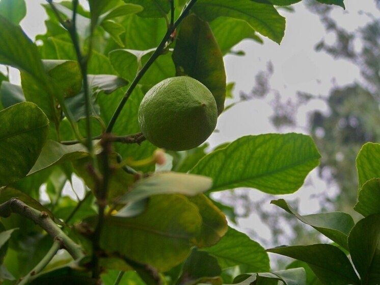 Эксперт раскрывает мифы о лимоне и похудении для туляков