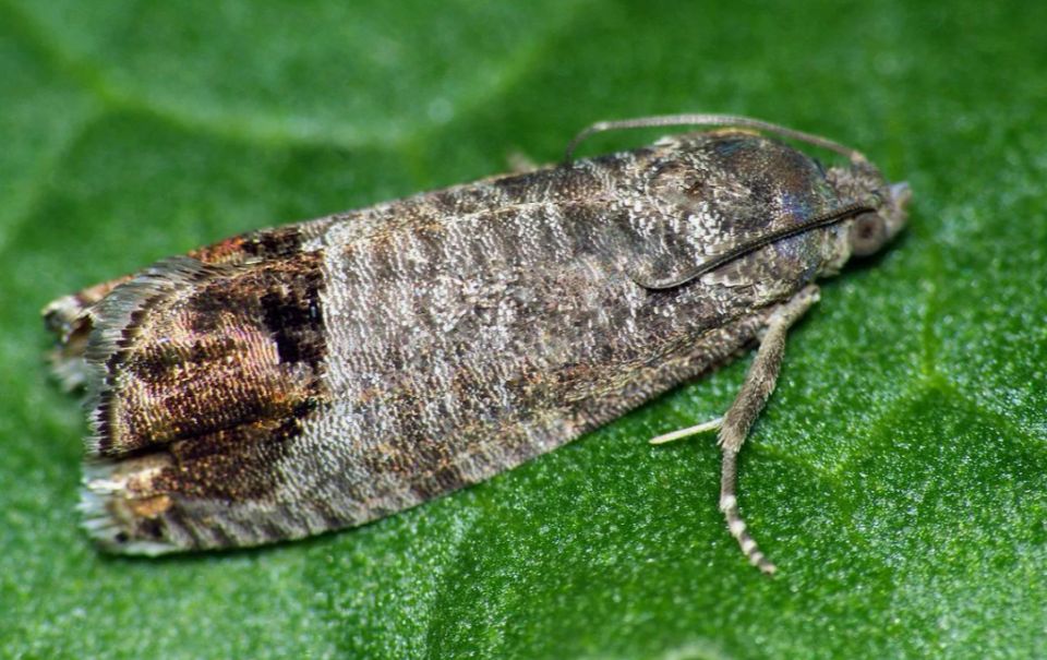 ��� ����������� ��� � ����: ����������� ������ ������ � ����������� � �������