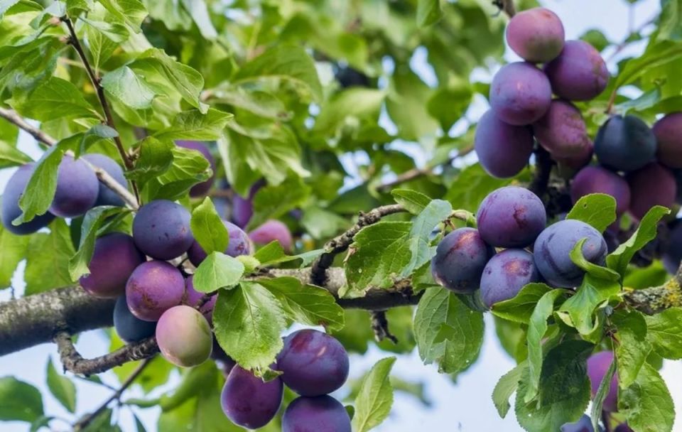 Необычайный сливовый пирог за 40 минут: легкость и вкус в каждом кусочке