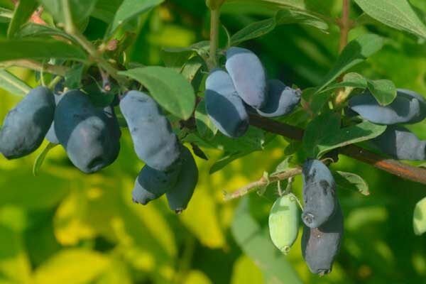 �������� ��������� �������: ������� ��������� ����������� � ��������������� �����������