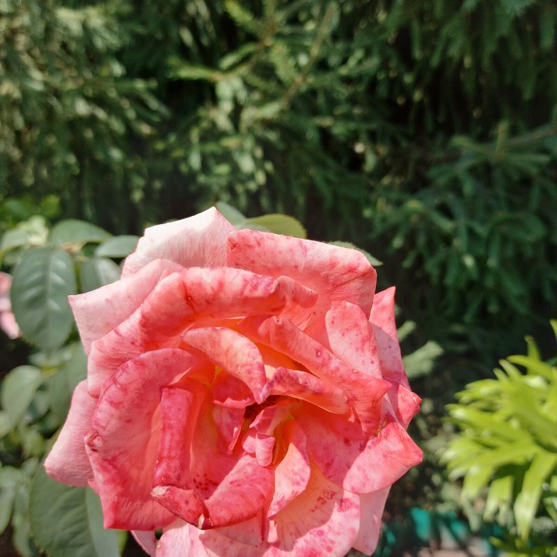 ��� �������� ���� �� ������� ���������� � ��������