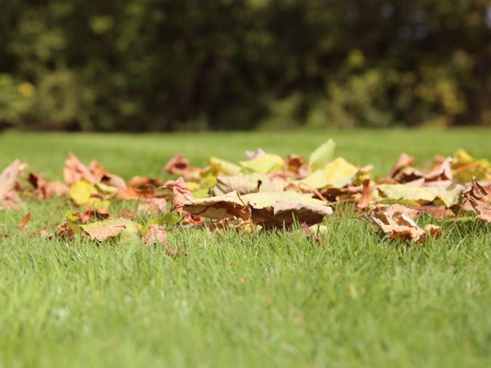 Кофейная гуща как новый герой удобрений для вашего газона