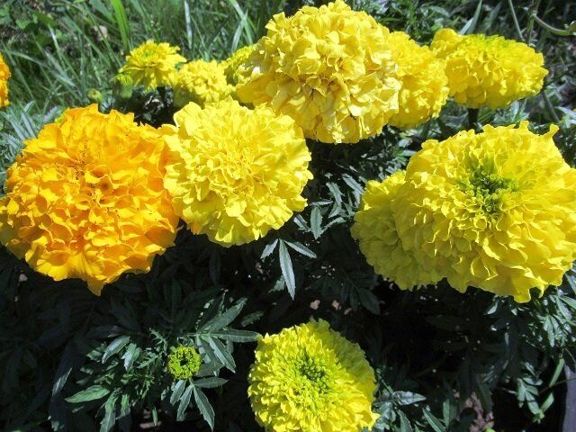 ����� � ����� �������� �����: ������ ��� ��������� ��������