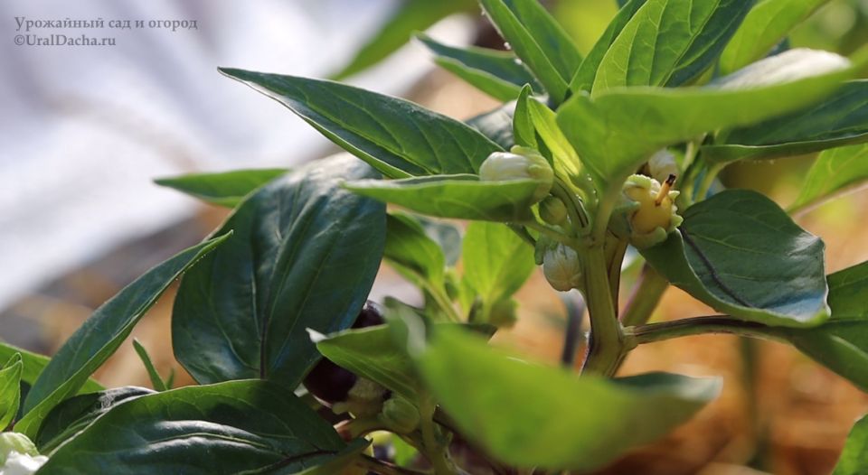 ��� ������ ������ ������� � �������: ���������������� ������ � ������