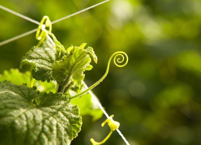 ����������� �������� �������� ������ ��������� ���� �� �������