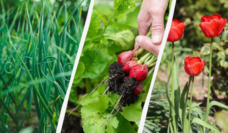 Весна в огороде: что сажать в марте для максимального урожая