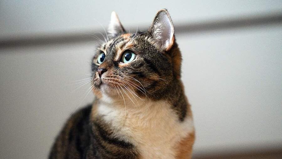 ������ �� ������ �������: �������� ��������� � ��������� �������� ����� ����