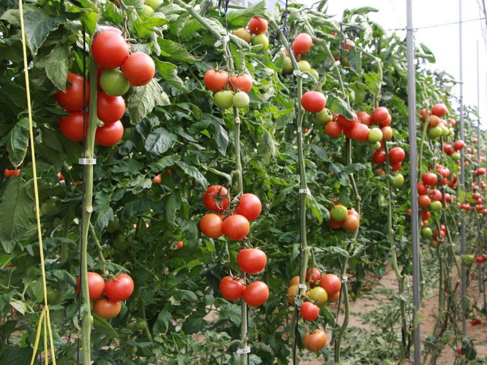 ��� ��������� �������� ������: ������ ������� ���������