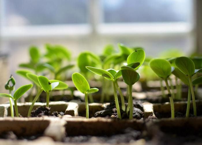 Как перекись водорода помогает выращивать рассаду