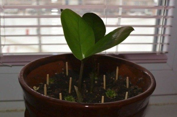 ����������� ���������: ������ � ������ � �������� ���������