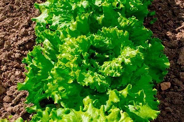 ��� �������� ������� �������������� ������ ������: �������� ������