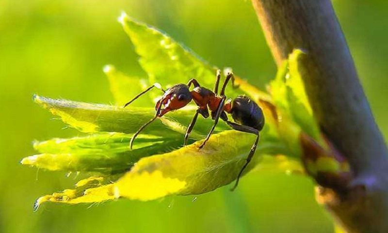 ������� ������ � ��������� �� �������: ����������� ����������� �����