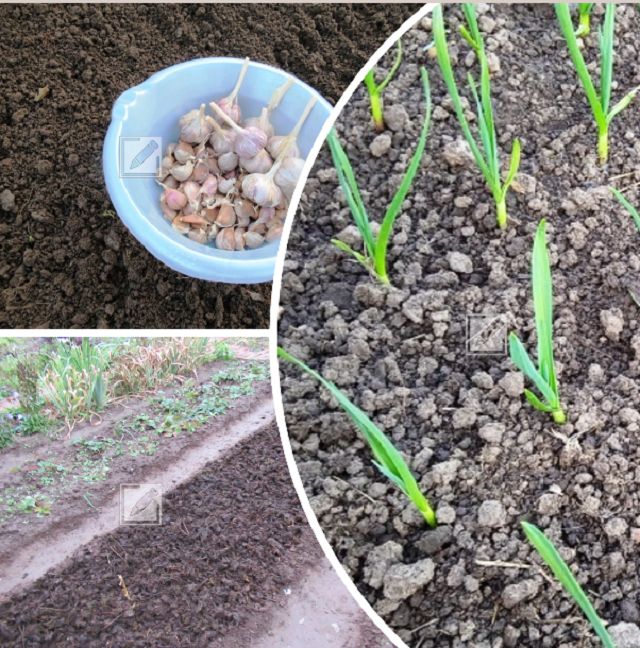 ��� ��������� ����������� ������ ��� ������� ������� ������: ������ � ������������