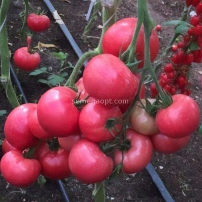 ����� ������: ������� ������� ������ � ��������������� ��� �����������