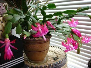 ���������: ������ ����, ������� �������� ������� �������