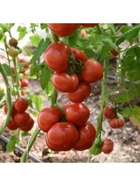 ����� �������: ������� ��������� ��� ������ ����