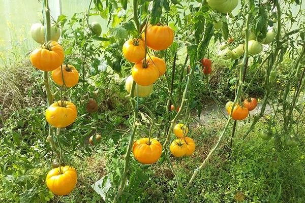 ����� ��������� ��������: ������� ��������� ����������� � ���������� �����������