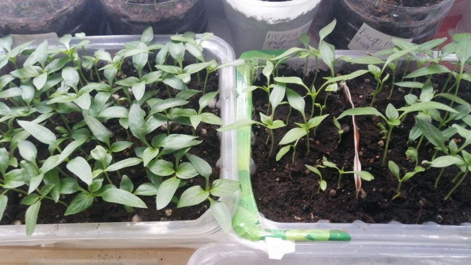 ����������� ����������: ��� 6 ���������� ������� ��������� ����� ����� �����������