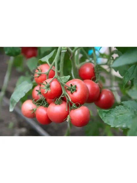 ����� ������� �������: ��������� ����� ��� ������ �������